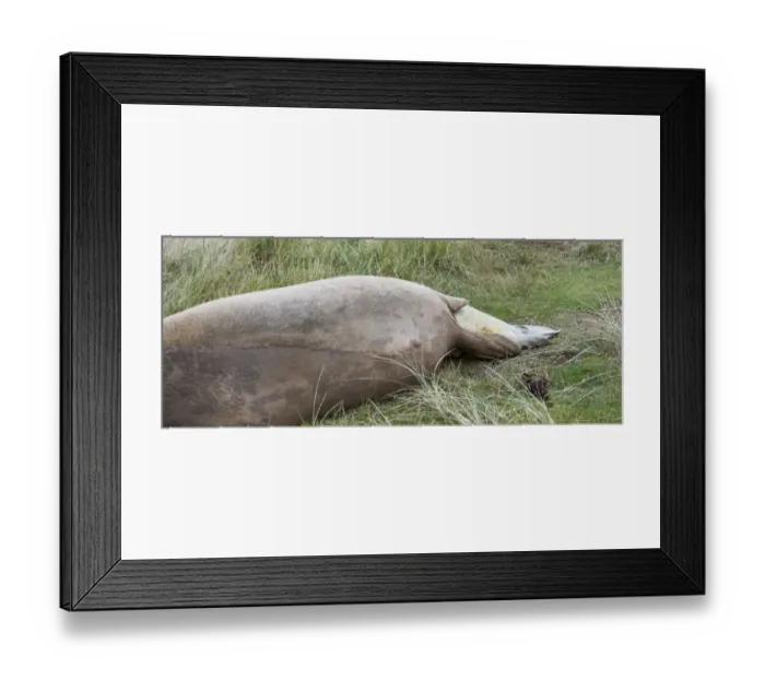 Framed Print : Grey Seal (Halichoerus grypus) adult female giving birth to whitecoat pup, Donna Nook, Lincolnshire, England, november