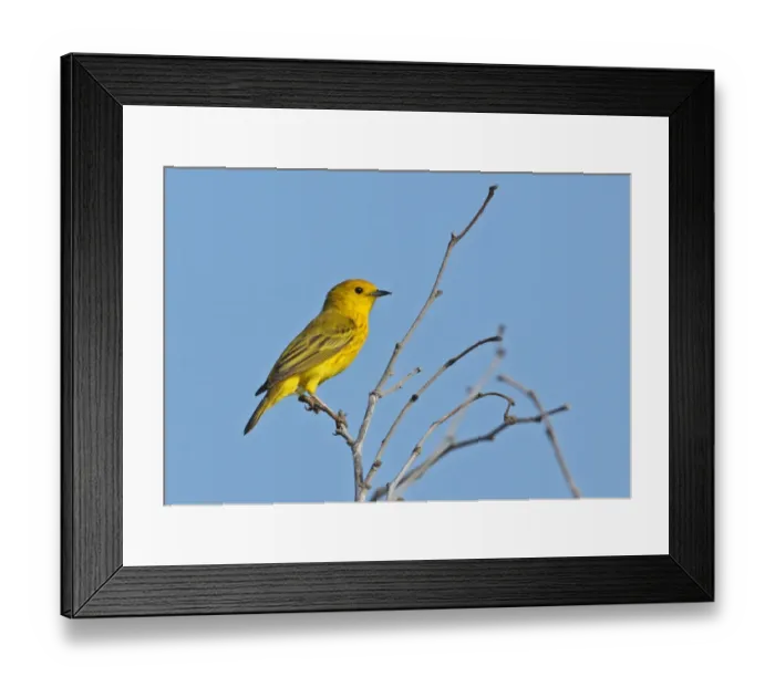 Framed Print : Yellow Warbler (Dendroica petechia eoa) adult male, with overgrown beak tips crossing, perched on bare bush Framed Print : Yellow Warbler (Dendroica petechia eoa) adult male, with overgrown beak tips crossing, perched on bare bush