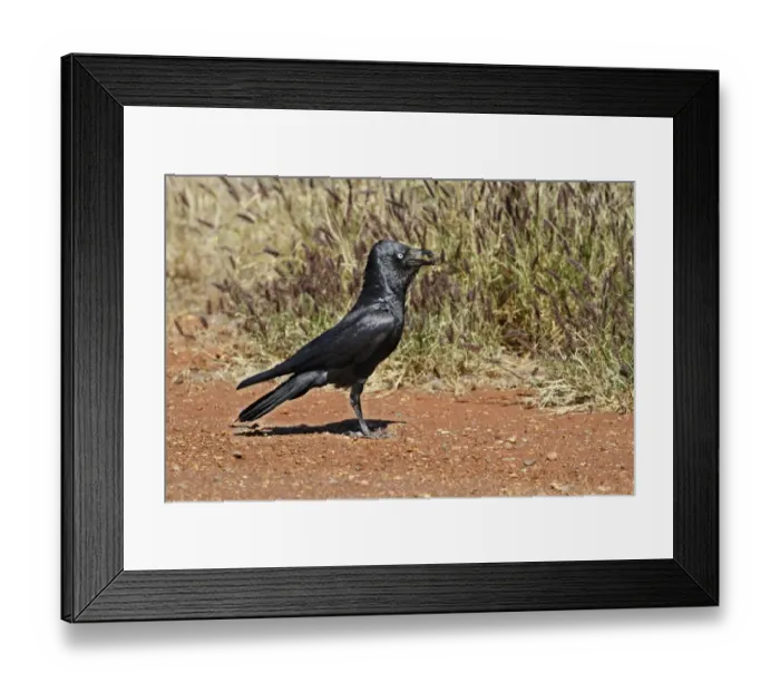 Framed Print : Australian Raven (Corvus coronoides) adult, standing on road verge, Western Australia, Australia Framed Print : Australian Raven (Corvus coronoides) adult, standing on road verge, Western Australia, Australia