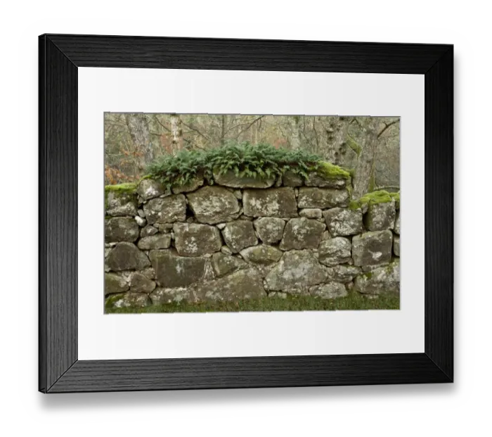 Framed Print : Ferns and mosses growing on ancient granite wall, enclosing 16th century deer park, Whiddon Deer Park, Teign Valley Framed Print : Ferns and mosses growing on ancient granite wall, enclosing 16th century deer park, Whiddon Deer Park, Teign Valley