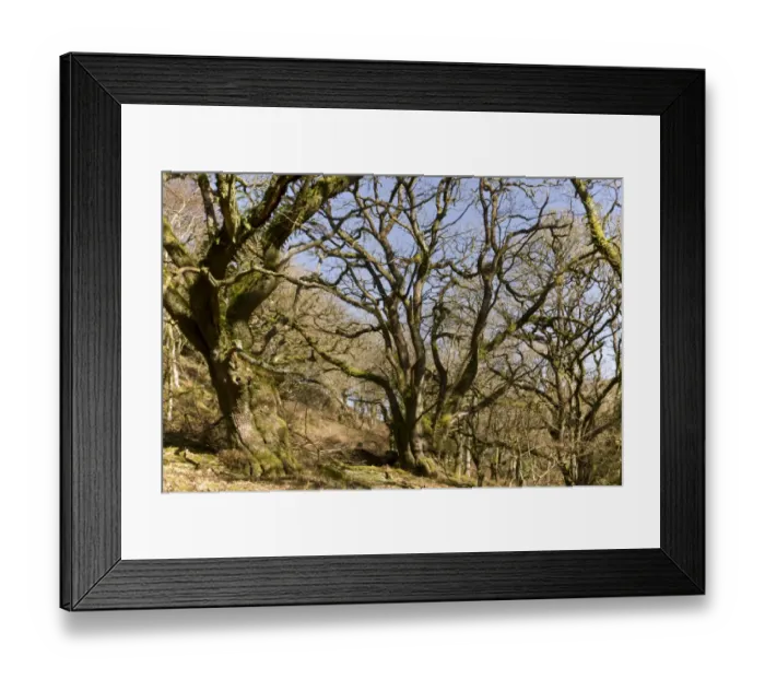 Framed Print : Sessile Oak (Quercus petraea) ancient pollards in woodland habitat, Cloutsham, East Water Valley, Exmoor, Somerset Framed Print : Sessile Oak (Quercus petraea) ancient pollards in woodland habitat, Cloutsham, East Water Valley, Exmoor, Somerset