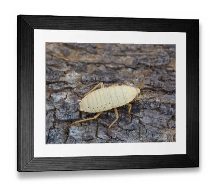 Framed Print : Bush Cockroach (Ellipsidion humerale) adult, climbing on tree trunk, Western Australia, Australia Framed Print : Bush Cockroach (Ellipsidion humerale) adult, climbing on tree trunk, Western Australia, Australia