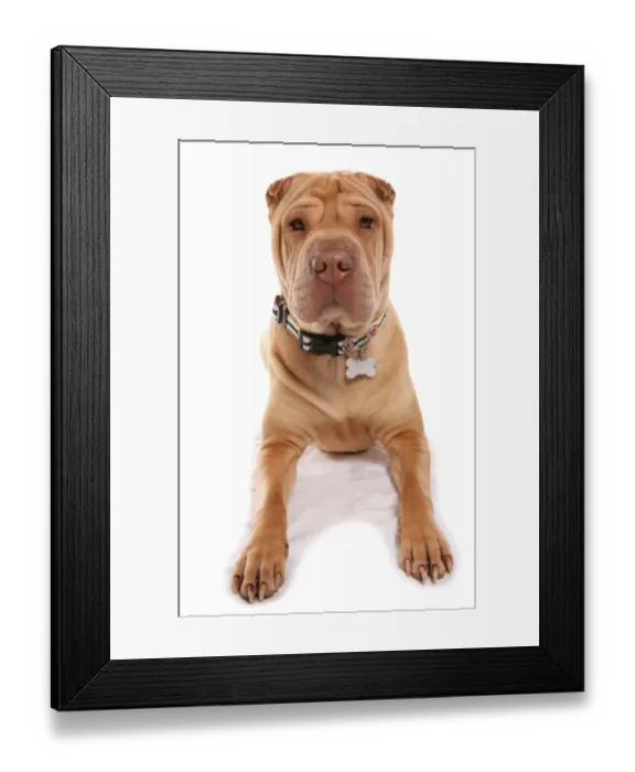 Framed Print : Domestic Dog, Shar Pei, adult, laying, with collar and tag Framed Print : Domestic Dog, Shar Pei, adult, laying, with collar and tag