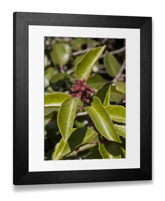 Framed Print : Sugar Sumac (Rhus ovata) close-up of leaves and flowerbuds, growing in dry chaparral, California, U. S. A. february Framed Print : Sugar Sumac (Rhus ovata) close-up of leaves and flowerbuds, growing in dry chaparral, California, U. S. A. february