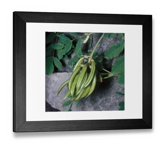 Framed Print : Flower - Wild Liquorice (Astragalus glycyphyllos) Close-up of plant / seed pods Framed Print : Flower - Wild Liquorice (Astragalus glycyphyllos) Close-up of plant / seed pods