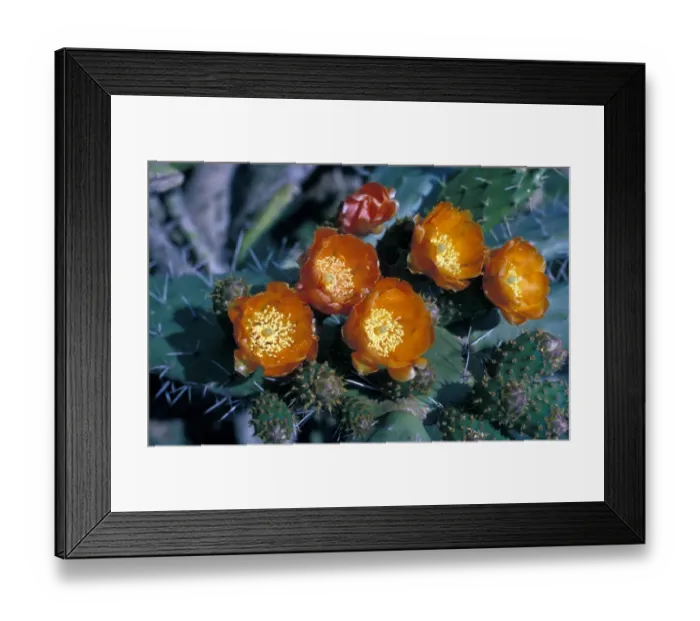 Framed Print : Cacti - Prickly Pear (Opuntia monacantha) close-up of flowers on plant Framed Print : Cacti - Prickly Pear (Opuntia monacantha) close-up of flowers on plant