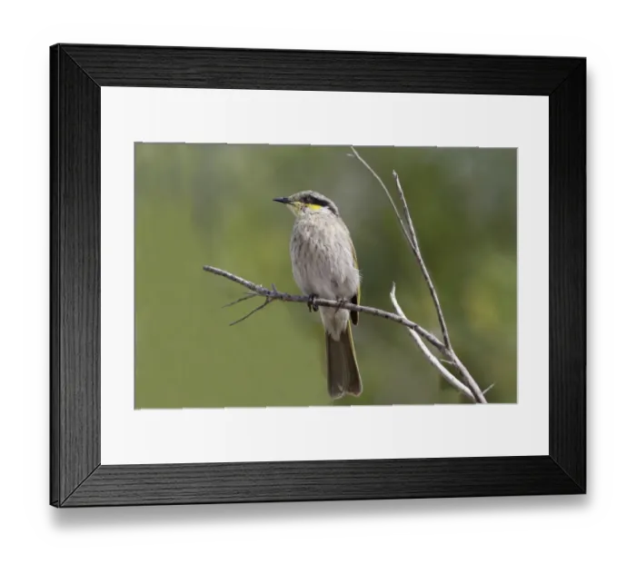 Framed Print : Singing Honeyeater (Lichenostomus virescens) adult, perched on twig, Western Australia, Australia Framed Print : Singing Honeyeater (Lichenostomus virescens) adult, perched on twig, Western Australia, Australia