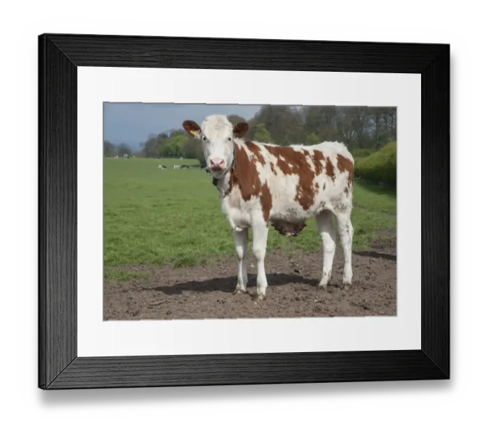 Framed Print : Domestic Cattle, young dairy heifer, with warts on belly, standing in pasture, Cheshire, England, april Framed Print : Domestic Cattle, young dairy heifer, with warts on belly, standing in pasture, Cheshire, England, april
