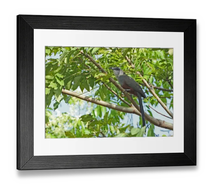 Framed Print : Chestnut-bellied Cuckoo (Coccyzus pluvialis) adult, perched on branch, Port Antonio, Jamaica, april Framed Print : Chestnut-bellied Cuckoo (Coccyzus pluvialis) adult, perched on branch, Port Antonio, Jamaica, april
