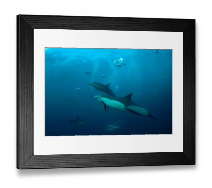 Framed Print : Long-beaked Common Dolphin (Delphinus capensis) and Cape Gannet (Morus capensis) adults Framed Print : Long-beaked Common Dolphin (Delphinus capensis) and Cape Gannet (Morus capensis) adults