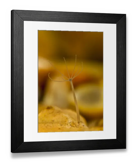 Framed Print : Brown Hydra (Hydra oligactis) adult, filter feeding with tentacles extended, attached to piece of gravel underwater Framed Print : Brown Hydra (Hydra oligactis) adult, filter feeding with tentacles extended, attached to piece of gravel underwater