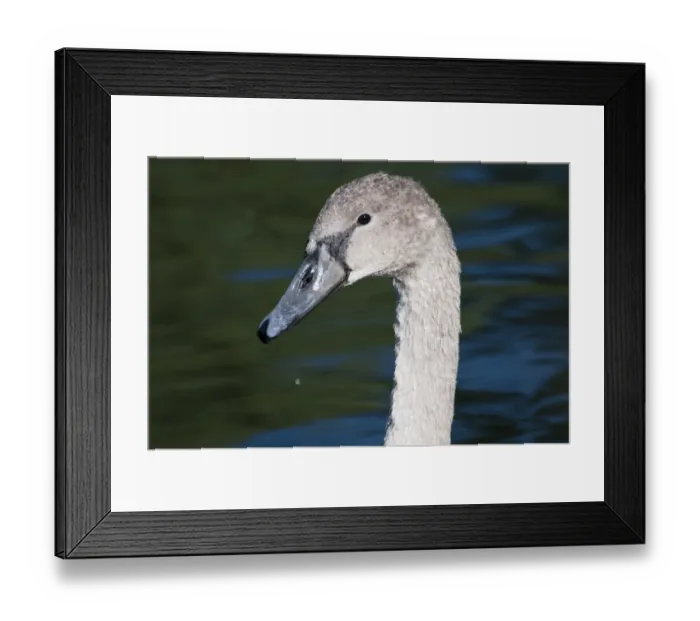 Framed Print : Mute Swan (Cygnus olor) juvenile, close-up of head, River Cray, Footscray Meadows Local Nature Reserve, Bexley, Kent Framed Print : Mute Swan (Cygnus olor) juvenile, close-up of head, River Cray, Footscray Meadows Local Nature Reserve, Bexley, Kent
