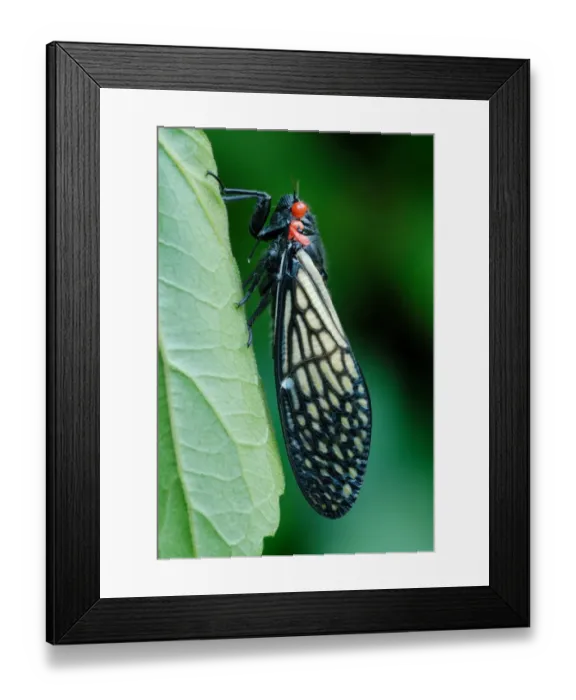 Framed Print : Cicada (Cicadoidea sp. ) adult, calling, on leaf in monsoon rainforest, Mae Wong N. P