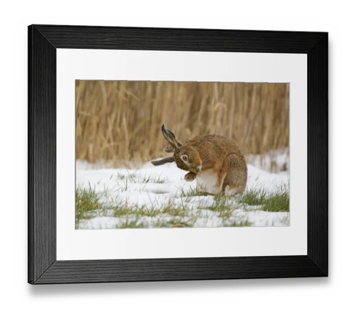 Framed Print : European Hare (Lepus europaeus) adult, scratching between ears with fore foot, sitting on snow in field, Suffolk Framed Print : European Hare (Lepus europaeus) adult, scratching between ears with fore foot, sitting on snow in field, Suffolk