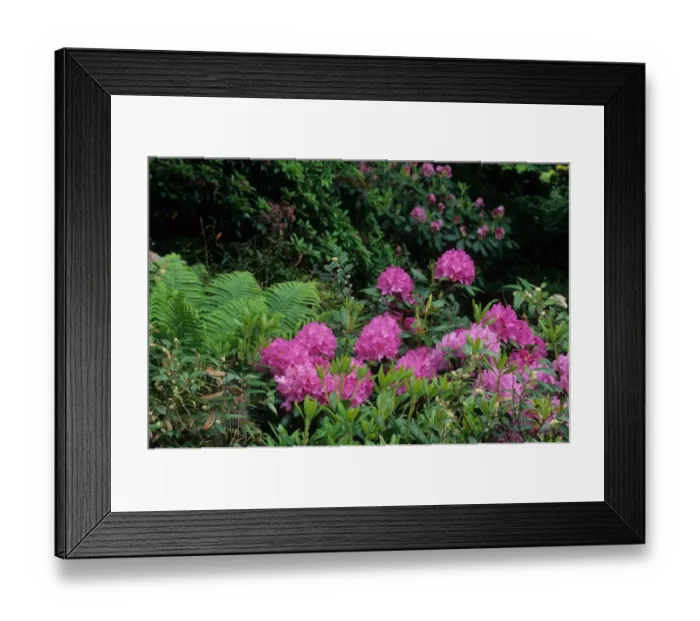 Framed Print : Carolina Rhododendron Rhododendron carolinianum) flowering, growing with Ostrich Fern (Matteuccia struthiopteris var) Framed Print : Carolina Rhododendron Rhododendron carolinianum) flowering, growing with Ostrich Fern (Matteuccia struthiopteris var)