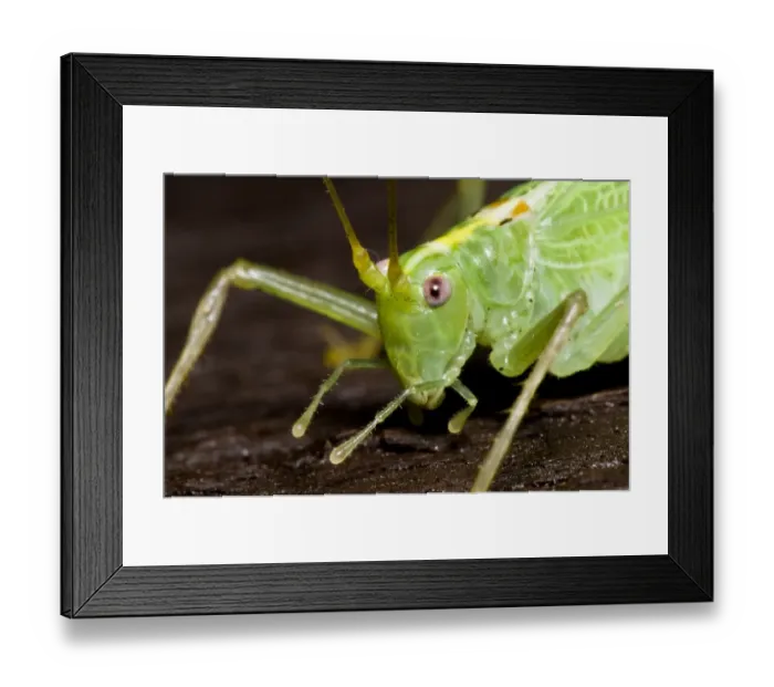 Framed Print : Oak Bush-cricket (Meconema thalassinum) adult, close-up of head, on garden fence, Belvedere, Kent, England, september