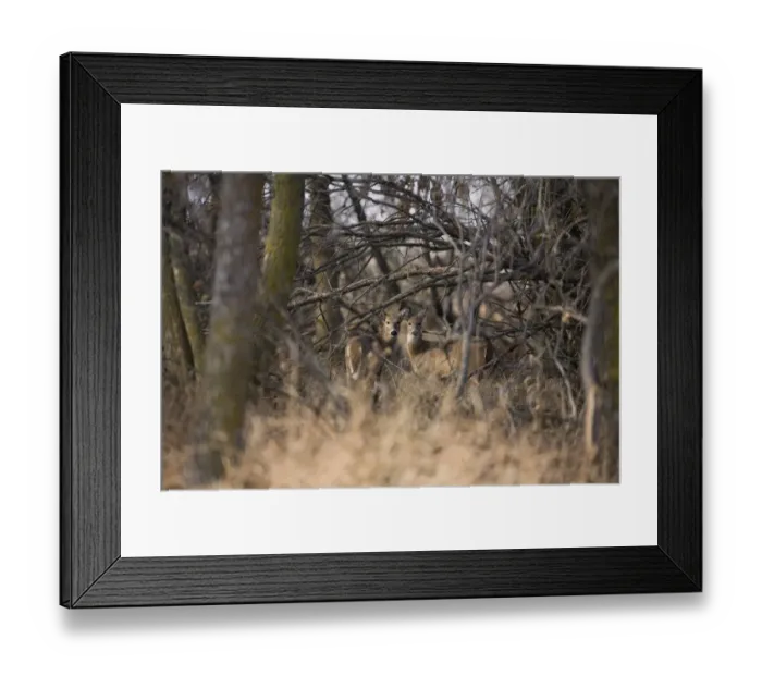 Framed Print : White-tailed Deer (Odocoileus virginianus) two does, standing in tree shelter belt, North Dakota, U. S. A. november Framed Print : White-tailed Deer (Odocoileus virginianus) two does, standing in tree shelter belt, North Dakota, U. S. A. november