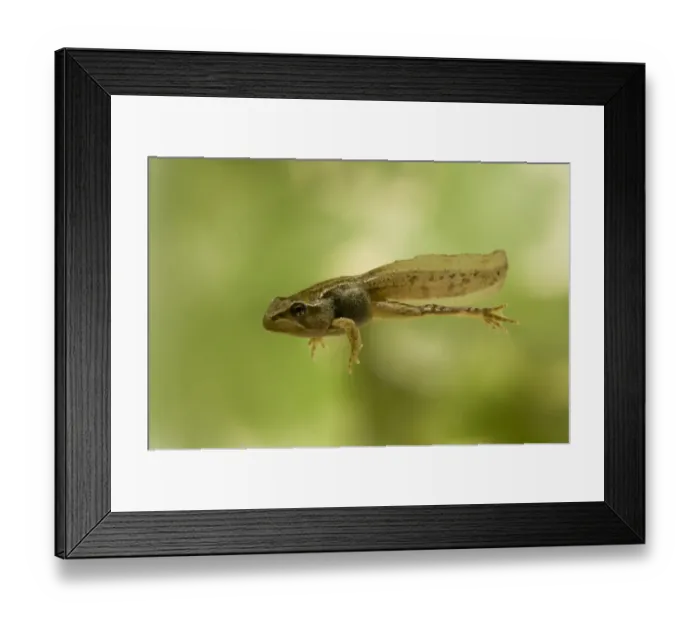 Framed Print : Common Frog (Rana temporaria) tadpole, partial metamorphosis with all four legs present but still retaining tail Framed Print : Common Frog (Rana temporaria) tadpole, partial metamorphosis with all four legs present but still retaining tail