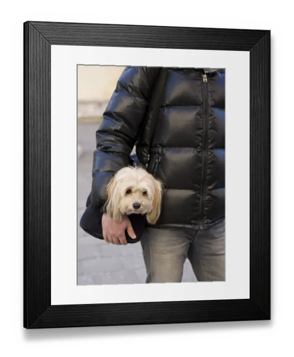 Framed Print : Domestic Dog, Shih Tzu, adult, being carried in bag by owner, Italy, february Framed Print : Domestic Dog, Shih Tzu, adult, being carried in bag by owner, Italy, february