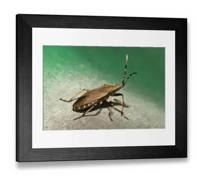 Framed Print : Spurge Bug (Dicranocephalus medius) adult, basking on corrugated tin put down for surveying reptiles Framed Print : Spurge Bug (Dicranocephalus medius) adult, basking on corrugated tin put down for surveying reptiles
