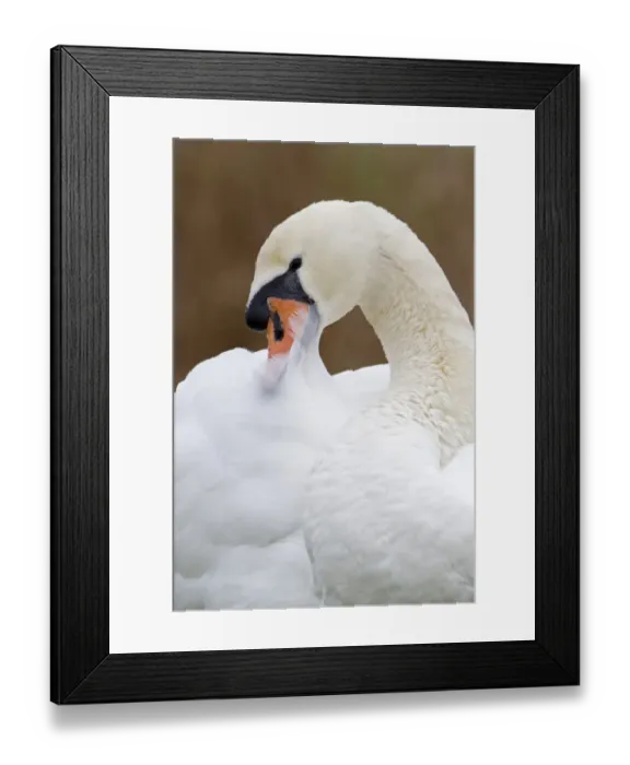 Framed Print : Mute Swan (Cygnus olor) adult, close-up of head, preening, Suffolk, England, january Framed Print : Mute Swan (Cygnus olor) adult, close-up of head, preening, Suffolk, England, january