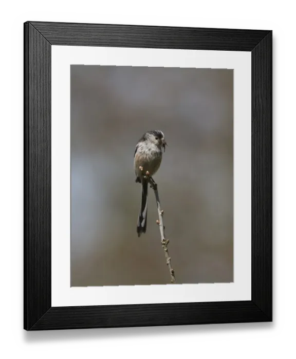 Framed Print : Long-tailed Tit carrying food for nesting young