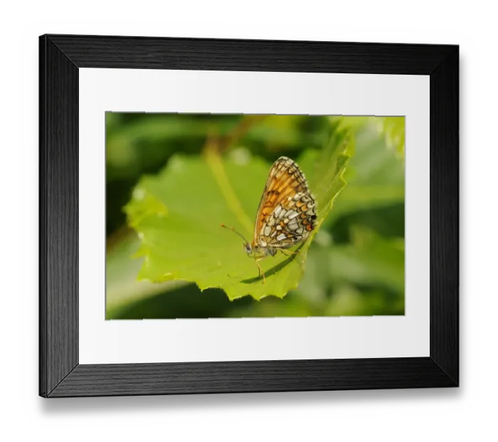 Framed Print : Heath Fritillary (Mellicta athalia) adult, resting on leaf, Kent, England, june Framed Print : Heath Fritillary (Mellicta athalia) adult, resting on leaf, Kent, England, june
