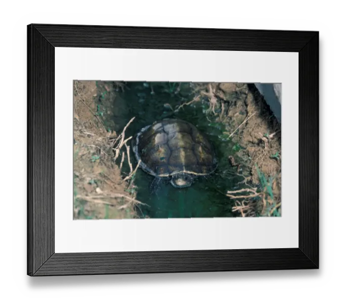 Framed Print : Caspian turtle or Striped-neck terrapin (Mauremys caspica) is a species of turtle in the family Geoemydidae Framed Print : Caspian turtle or Striped-neck terrapin (Mauremys caspica) is a species of turtle in the family Geoemydidae