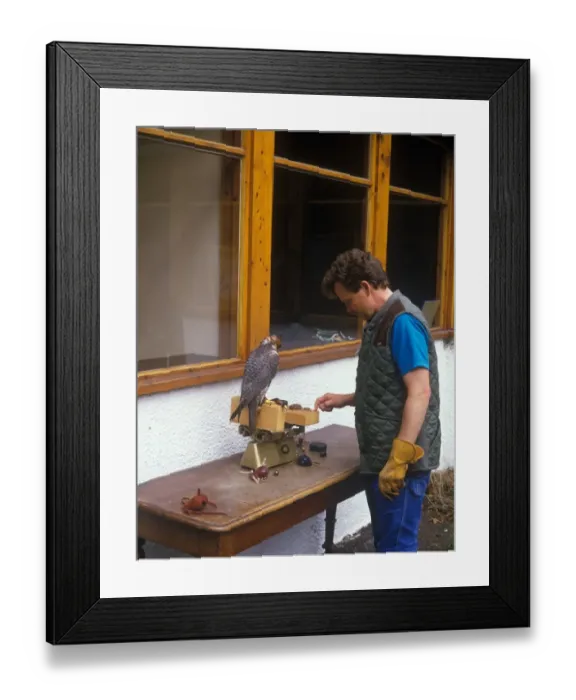 Framed Print : Weighing a Prairie cross Gyr Falcon before flying on a grouse moor Framed Print : Weighing a Prairie cross Gyr Falcon before flying on a grouse moor