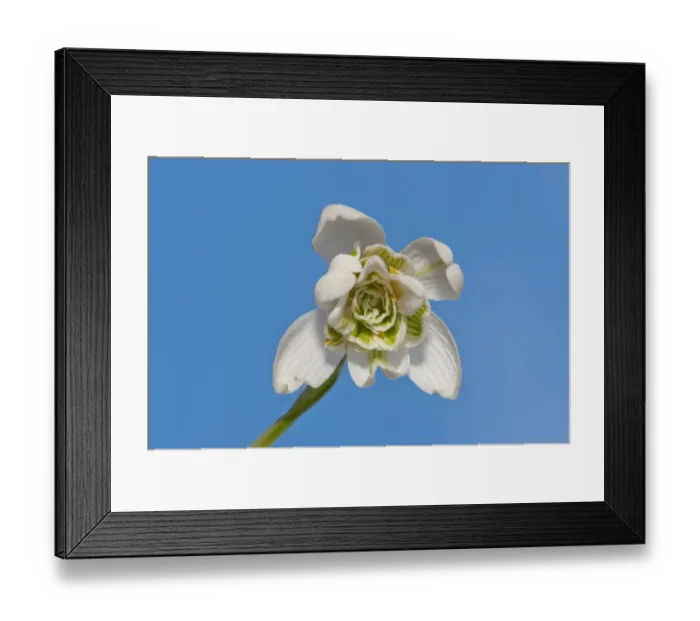 Framed Print : Snowdrop (Galanthus nivalis) close-up of flower, Chipping, Lancashire, England, february