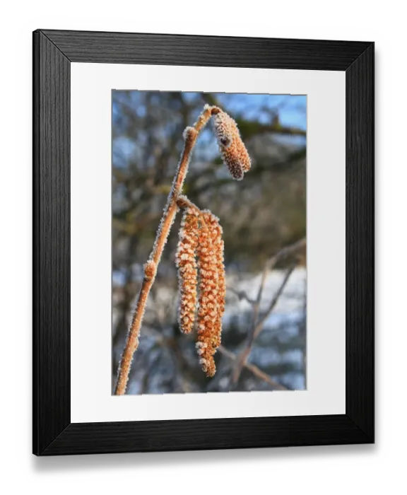 Framed Print : Common Hazel (Corylus avellana) close-up of male catkins, covered with frost in snow covered hedgerow, Bacton, Suffolk Framed Print : Common Hazel (Corylus avellana) close-up of male catkins, covered with frost in snow covered hedgerow, Bacton, Suffolk