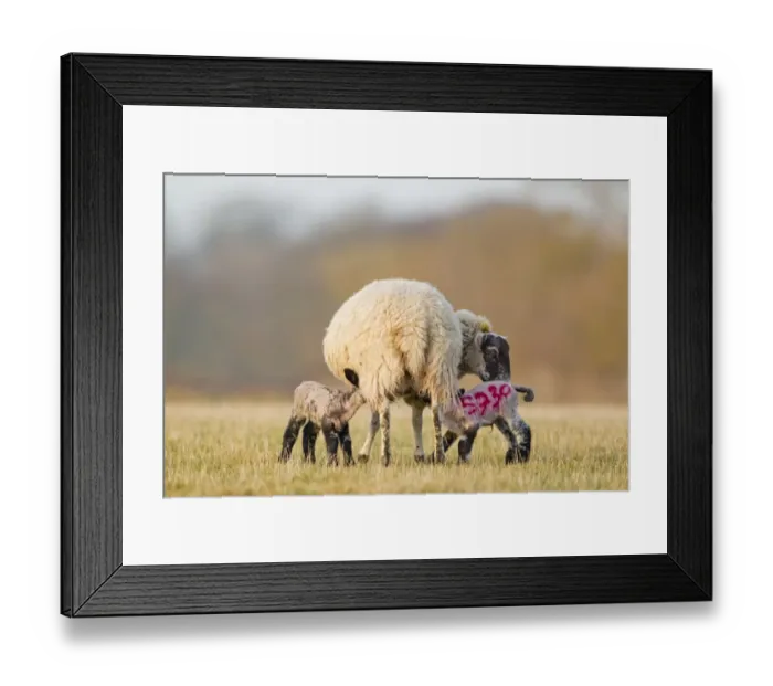 Framed Print : Domestic Sheep, mule ewe, with two four-days old lambs suckling, with sprayed identification number on lamb, Suffolk Framed Print : Domestic Sheep, mule ewe, with two four-days old lambs suckling, with sprayed identification number on lamb, Suffolk