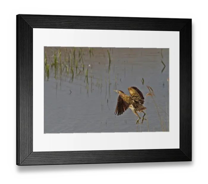 Framed Print : Great Bittern flying over reedbeds at RSPB Minsmere, Suffolk