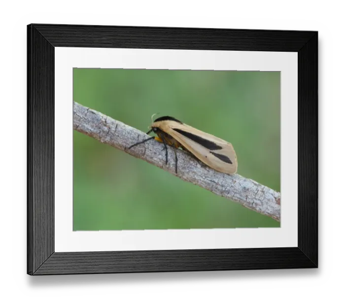 Framed Print : Hairy Caterpillar Moth (Creatonotos gangis) adult female, resting on stick, Western Australia, Australia Framed Print : Hairy Caterpillar Moth (Creatonotos gangis) adult female, resting on stick, Western Australia, Australia