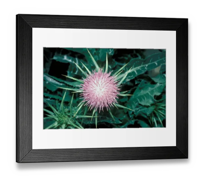 Framed Print : Milk Thistle (Silybum marianum) Close up Framed Print : Milk Thistle (Silybum marianum) Close up