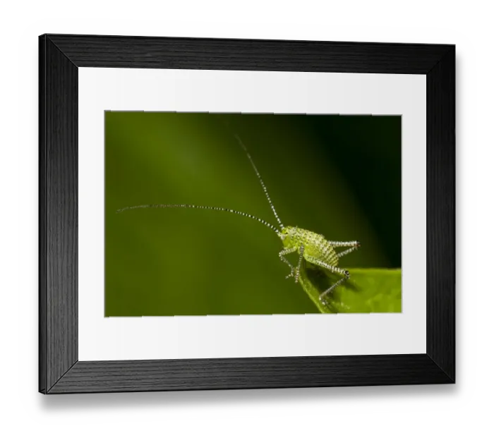 Framed Print : Speckled Bush-cricket (Leptophytes punctatissima) early instar nymph, standing on edge of leaf in garden, Belvedere Framed Print : Speckled Bush-cricket (Leptophytes punctatissima) early instar nymph, standing on edge of leaf in garden, Belvedere