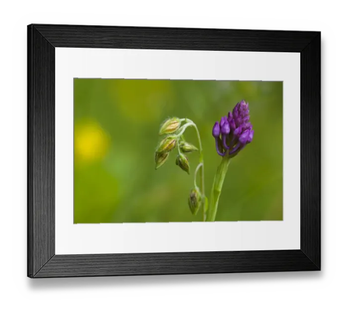 Framed Print : Common Rockrose (Helianthemum nummularium) and Pyramidal Orchid (Anacamptis pyramidalis) flowerbuds Framed Print : Common Rockrose (Helianthemum nummularium) and Pyramidal Orchid (Anacamptis pyramidalis) flowerbuds