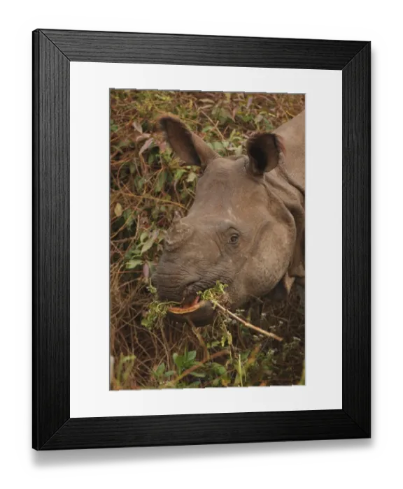 Framed Print : Indian Rhinoceros (Rhinoceros unicornis) adult, close-up of head, feeding, Kaziranga N. P. Assam, India, january Framed Print : Indian Rhinoceros (Rhinoceros unicornis) adult, close-up of head, feeding, Kaziranga N. P. Assam, India, january