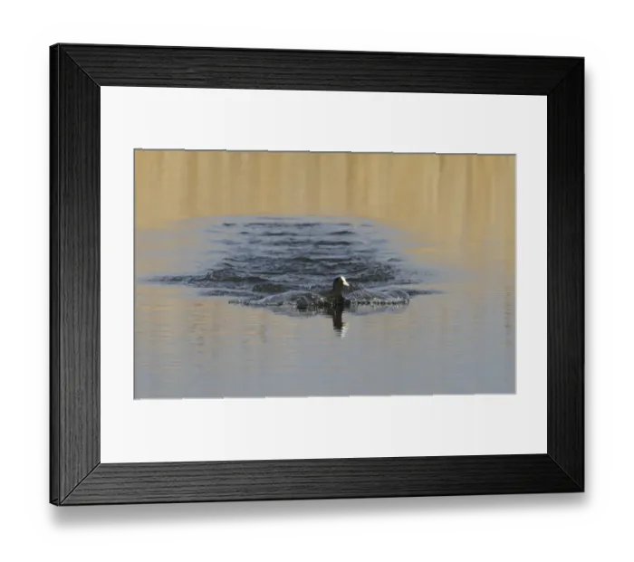 Framed Print : Eurasian Coot landing on water, Minsmere Suffolk