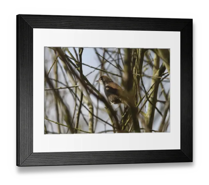 Framed Print : Cettis Warbler at RSPB Minsmere Suffolk, spring