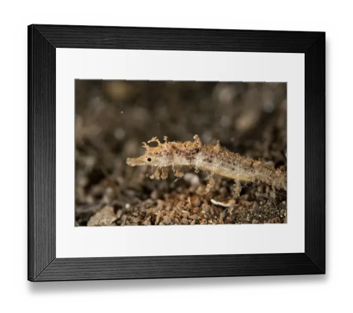 Framed Print : Shortpouch Pygmy Pipehorse (Acentronura tentaculata) adult, showing cryptic colouration and projections from head Framed Print : Shortpouch Pygmy Pipehorse (Acentronura tentaculata) adult, showing cryptic colouration and projections from head