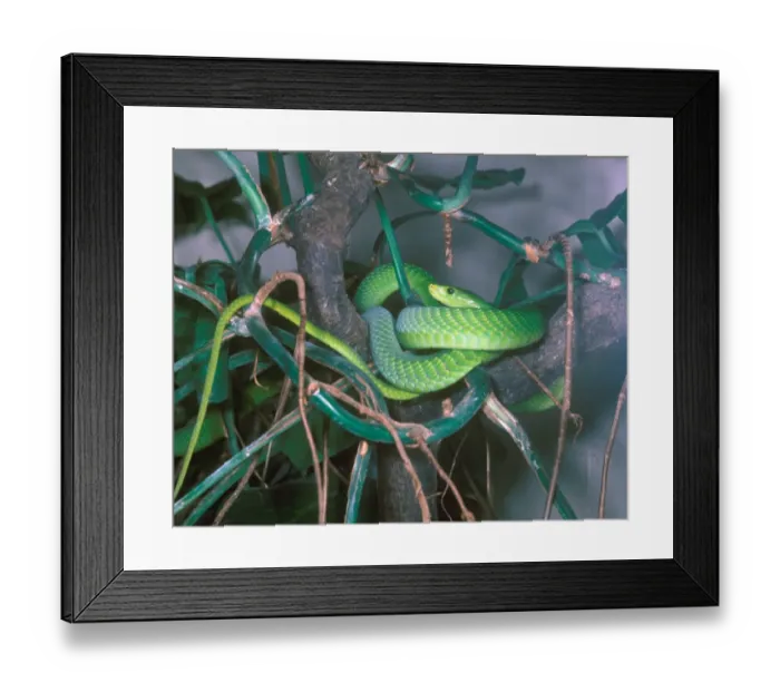Framed Print : Snake - Mamba Green (Dendroaspis augusticeps) Close-up / entwined around branches Framed Print : Snake - Mamba Green (Dendroaspis augusticeps) Close-up / entwined around branches