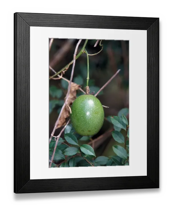 Framed Print : Passion Fruit (Passiflora edulis) Santa Cruz Is, Galapagos Framed Print : Passion Fruit (Passiflora edulis) Santa Cruz Is, Galapagos