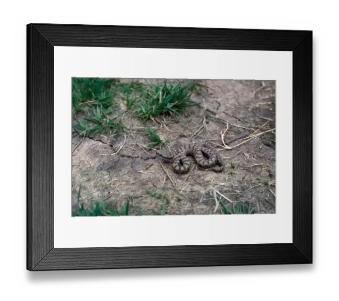 Framed Print : Aspic Viper (Vipera aspis)