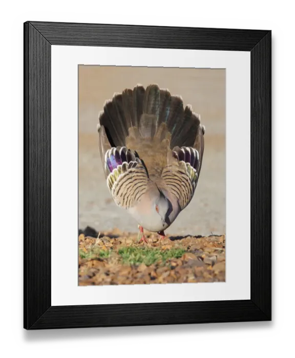 Framed Print : Crested Pigeon (Geophaps lophotes) adult male, in courtship display, Northern Territory, Australia Framed Print : Crested Pigeon (Geophaps lophotes) adult male, in courtship display, Northern Territory, Australia