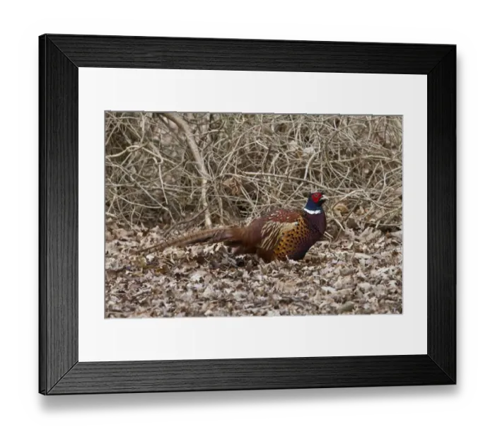 Framed Print : Cock Pheasant in autumn oak leaves Framed Print : Cock Pheasant in autumn oak leaves