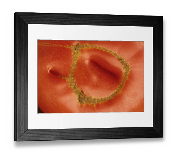 Framed Print : Tomato (Solanum sp. ) close-up of fruit, with Catface physiological problem causing malformation and scars, U. S. A Framed Print : Tomato (Solanum sp. ) close-up of fruit, with Catface physiological problem causing malformation and scars, U. S. A