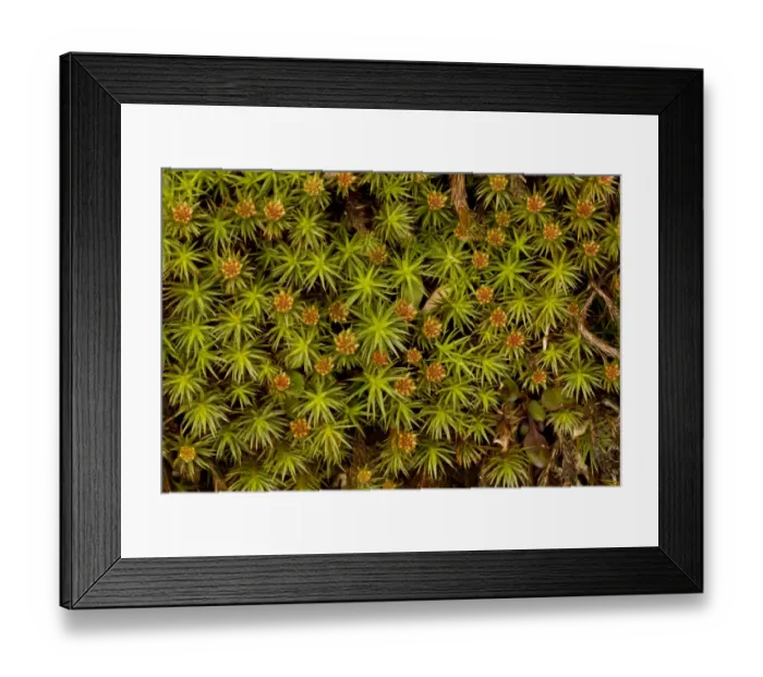 Framed Print : Juniper-leaved Hair Moss (Polytrichum juniperinum) male plants with archegonia, Exmoor N. P. Somerset, England, march Framed Print : Juniper-leaved Hair Moss (Polytrichum juniperinum) male plants with archegonia, Exmoor N. P. Somerset, England, march