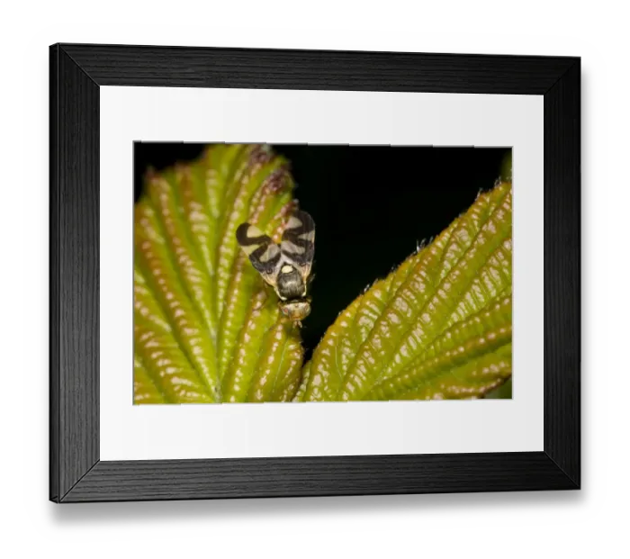 Framed Print : Picture-winged Thistle Gall Fly (Urophora cardui) adult, resting on leaf, Crossness Nature Reserve, Bexley, Kent Framed Print : Picture-winged Thistle Gall Fly (Urophora cardui) adult, resting on leaf, Crossness Nature Reserve, Bexley, Kent