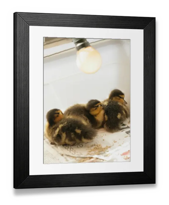Framed Print : Mallard Duck (Anas platyrhynchos) three ducklings, sleeping under heat lamp in cage, England, march Framed Print : Mallard Duck (Anas platyrhynchos) three ducklings, sleeping under heat lamp in cage, England, march